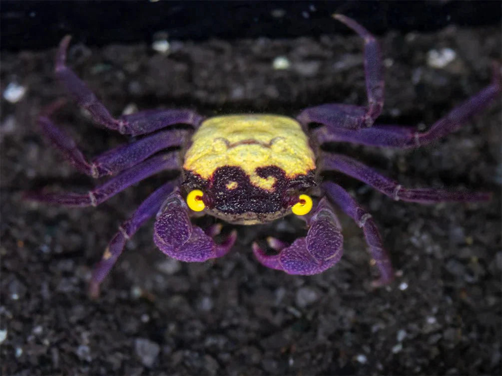 Purple Vampire Crab